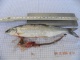 Probebefischung Dez.2009 022.jpg